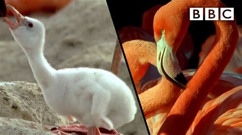 How baby flamingos get their pink colour | Animal Super Parents - BBC - YouTube