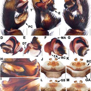 (PDF) Three new species of the primitively segmented spider genus Songthela (Mesothelae ...