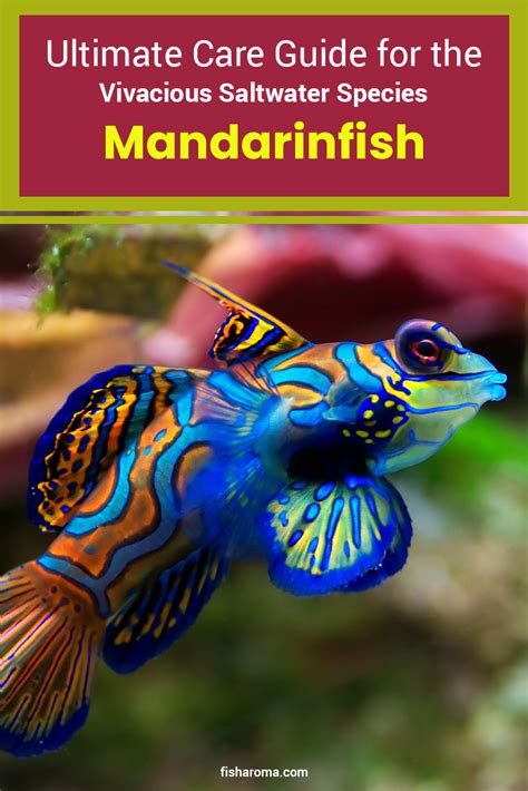 Ultimate Care Guide for the Vivacious Saltwater Species Mandarinfish ...