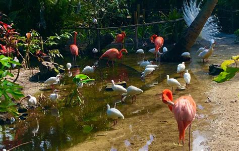 Flamingo Beach - Bonita Wonder Gardens