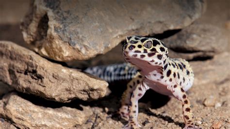 Leopard Gecko | San Diego Zoo Animals & Plants