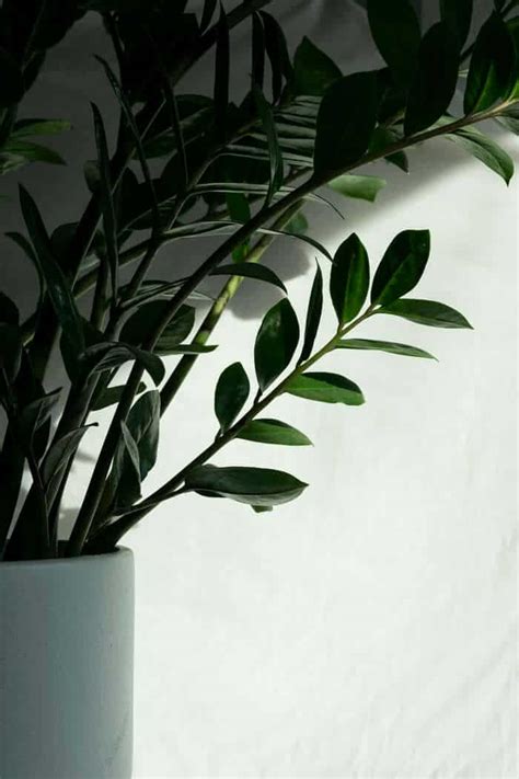 Striking Dark Green Leaves: ZZ Plant - a Friendly Gardener