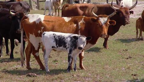 Florida Cracker Cattle Breed – Everything You Need to Know