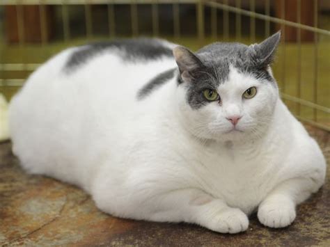 Best Diet Plan For Obese Cat