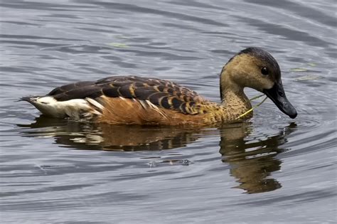 Definitive Guide To Wandering Whistling-duck Facts, Habitat ...