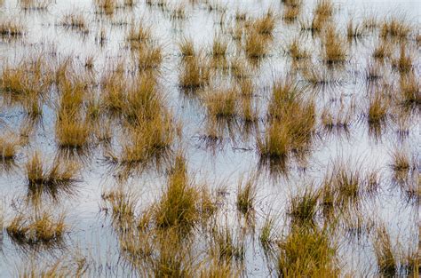 Dry Grass In The Water Free Stock Photo - Public Domain Pictures