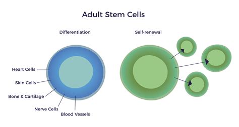 Biodistribution of Adult Stem Cells - AMBROSE Cell Therapy