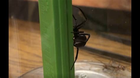 Black Widow Spider Raised from a Spiderling Habitat Transfer - YouTube