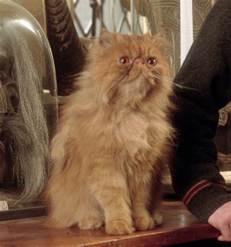 A Nod to Crookshanks on National Cat Day - The-Leaky-Cauldron.org « The ...