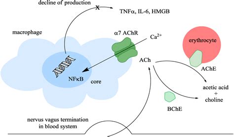 IJMS | Free Full-Text | Inhibitors of Acetylcholinesterase and Butyrylcholinesterase Meet Immunity