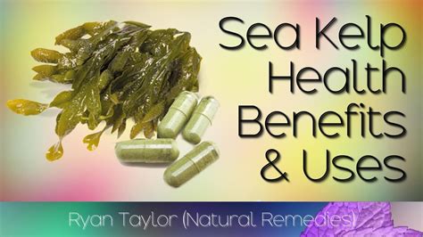 Sea Kelp: Benefits And Uses