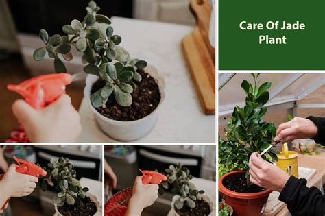 How To Take Care Of Jade Plant | Jade Tree Maintenance Care Tips ...