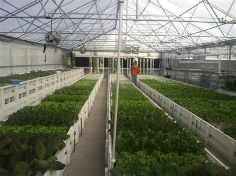 Commercial aquaponics greenhouse | Ceres Greenhouse