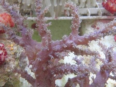 Kenya Tree Coral: Green, Size Medium For Sale (Capnella sp. on ...