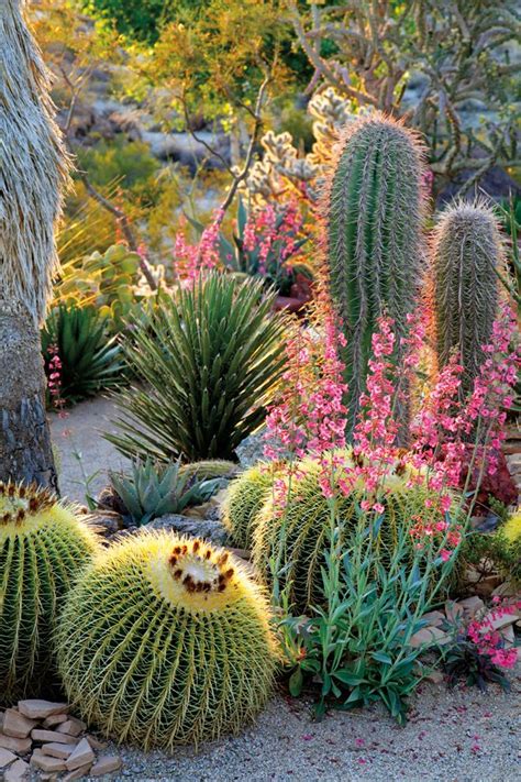 Pacific Horticulture | Succulent Gardens | Giardino di piante grasse, Giardino secco, Piante