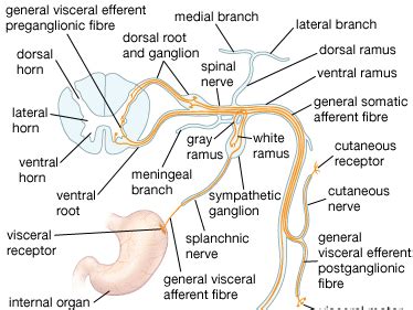 White Rami Carry Neurons While Gray Rami Carry