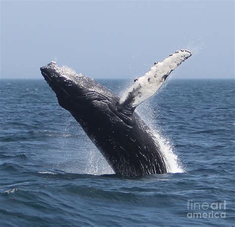 Humpback Whale Breaching Photograph by Kelly Carey