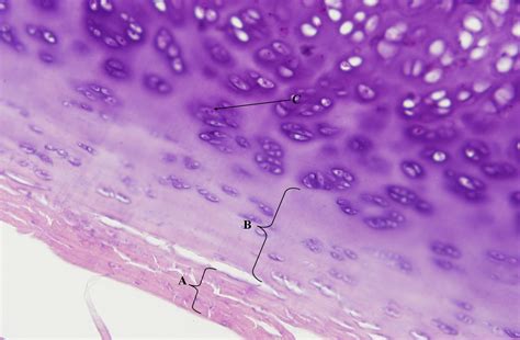 15 Fascinating Facts About Hyaline Cartilage - Facts.net