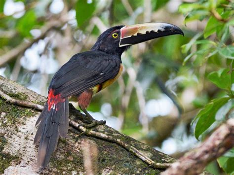 8 Birds That Look Like Toucans - Sonoma Birding