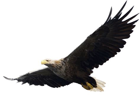 Free Png, Free Pictures, Png Images, Background Images, Icon, Animals, Flying, Bald Eagles, Big ...