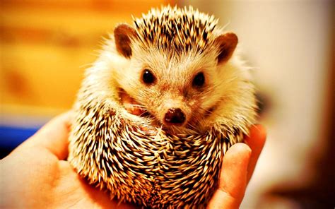 Baby Hedgehog Wallpapers - Top Free Baby Hedgehog Backgrounds ...