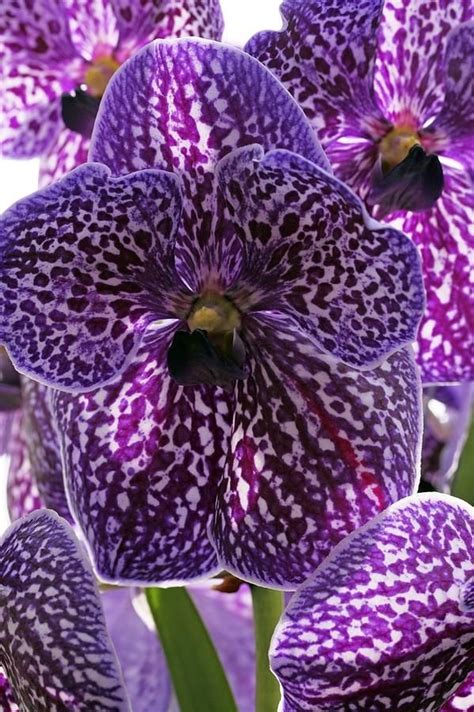 43 Gorgeous Orchids That Show Their Diversity and Beauty ...