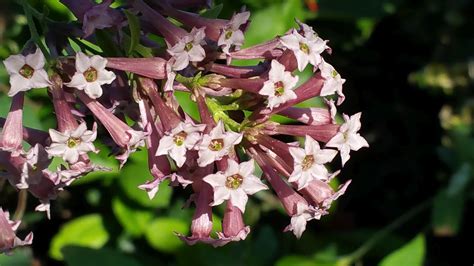 Jasmine PURPLE CESTRUM Day Blooming Live Tropical Flowering Plant Shrub Lavender Mauve Bloom ...