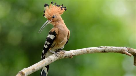 Wallpaper hoopoe, bird, 4k, Animals Wallpaper Download - High ...