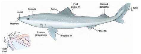 Chondrichthyes: Species, Characteristics & Examples