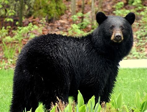 Bear Attacks & Seriously Injures Man in Northern California | Bear to be Killed - SnowBrains