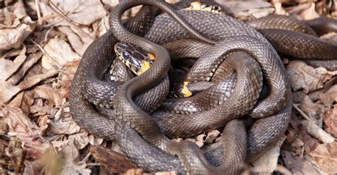 How Do Snakes Poop? - AZ Animals