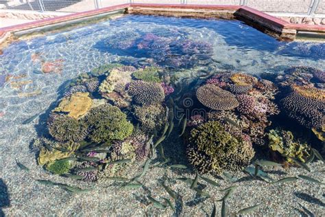 At Coral World Underwater Observatory in Eilat Stock Image - Image of conservation, underwater ...