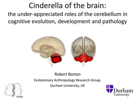 Cerebellum