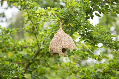 Baya Weaver Nest stock image. Image of nest, baya, tube - 243995551