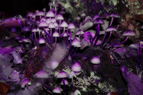 purple mushrooms by jeylina on DeviantArt