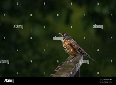 Young American Robin bird on wood ramp railing under heavy rain Stock ...