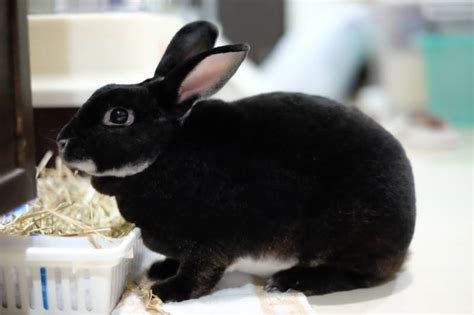 Black Otter Rex Rabbit: Info, Care, Diet, Pictures & More | Hepper