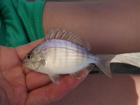 Pinfish Reekfish | www.roughfish.com