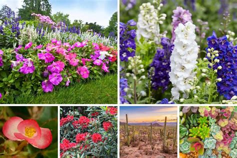 300 Types Of Flowers With Names From A To Z And Pictures, 44% OFF