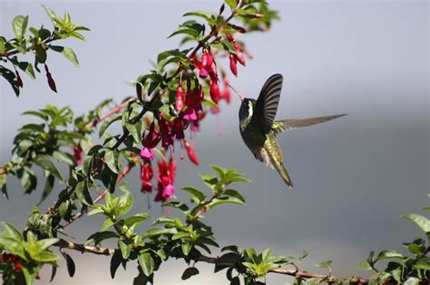 Premium Photo | Colibri hummingbird