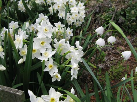 White daffodils