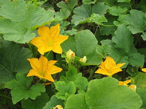 Pumpkin | Diseases and Pests, Description, Uses, Propagation