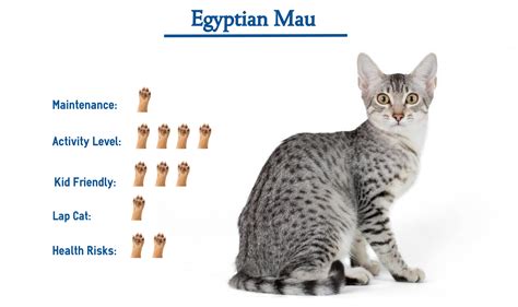 Egyptian Cat Names And Meanings