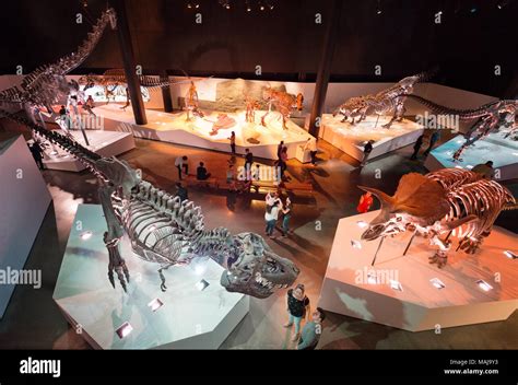 Visitors in the Dinosaur Hall, Houston Museum of Natural Science, Houston Texas USA Stock Photo ...