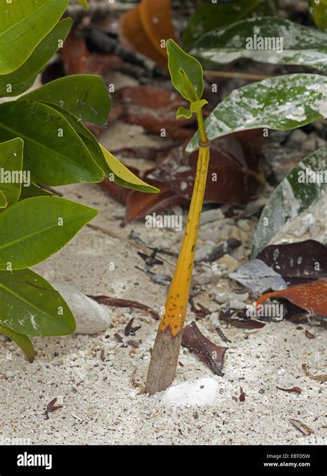 Viviparous germination hi-res stock photography and images - Alamy