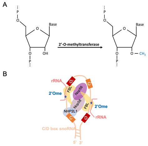 Cells | Free Full-Text | 2′O-Ribose Methylation of Ribosomal RNAs ...