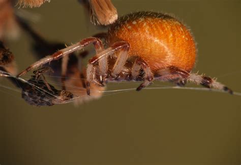 orb weaver species | Ottawa County Parks | Flickr