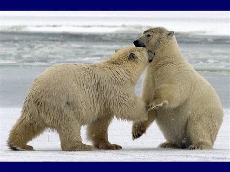 Polar bears in Barrow, Ak