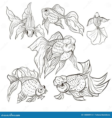 Different Types of Goldfish Breeds. Vector Illustration Stock Vector ...