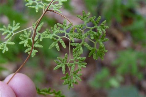 Lygodium palmatum (American climbing fern): Go Botany